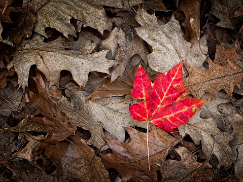 A star among many, a concept of uniqueness within the masses. A lone bright red maple leaf stands out against many drab brown oak leaves.