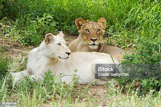 León Blanco Foto de stock y más banco de imágenes de Aire libre - Aire libre, Animal, Animales de Safari