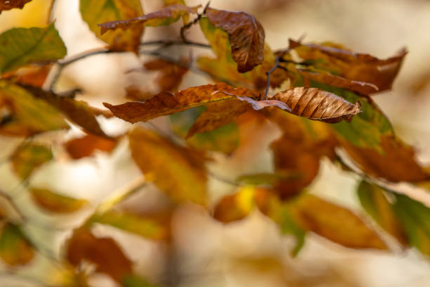 istock Autumn colors on a Tree in the fall. 1801066345