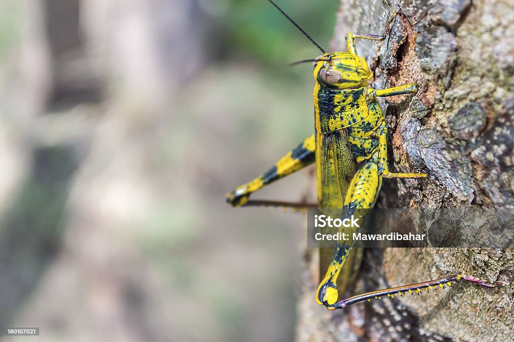 Grasshopper - Foto de stock de Amarelo royalty-free