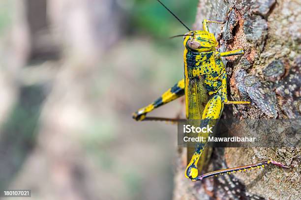 Foto de Grasshopper e mais fotos de stock de Amarelo - Amarelo, Animal, Fauna Silvestre