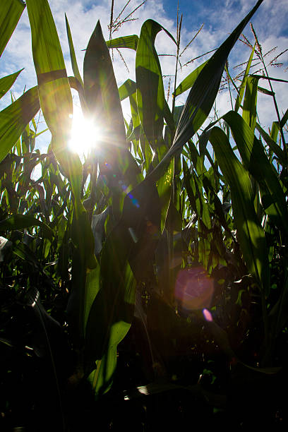 Sunlight shining through corn stalks-vertical stock photo