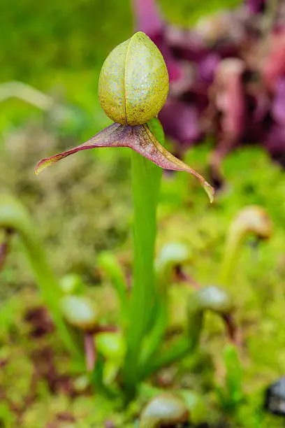 Cobra lily or Darlingtonia Californica (Pitcher plant) - carnivorous plant