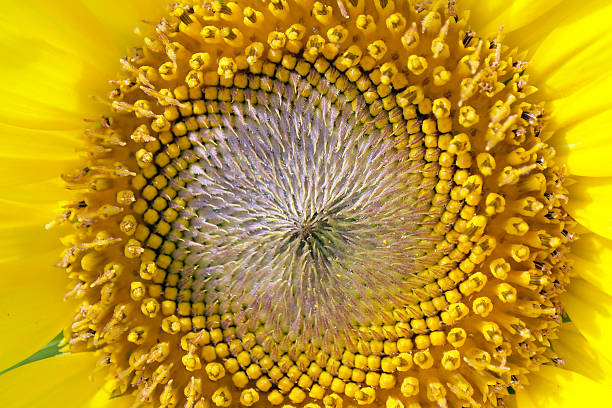 istock beautiful yellow Sunflower petals closeup 180107661
