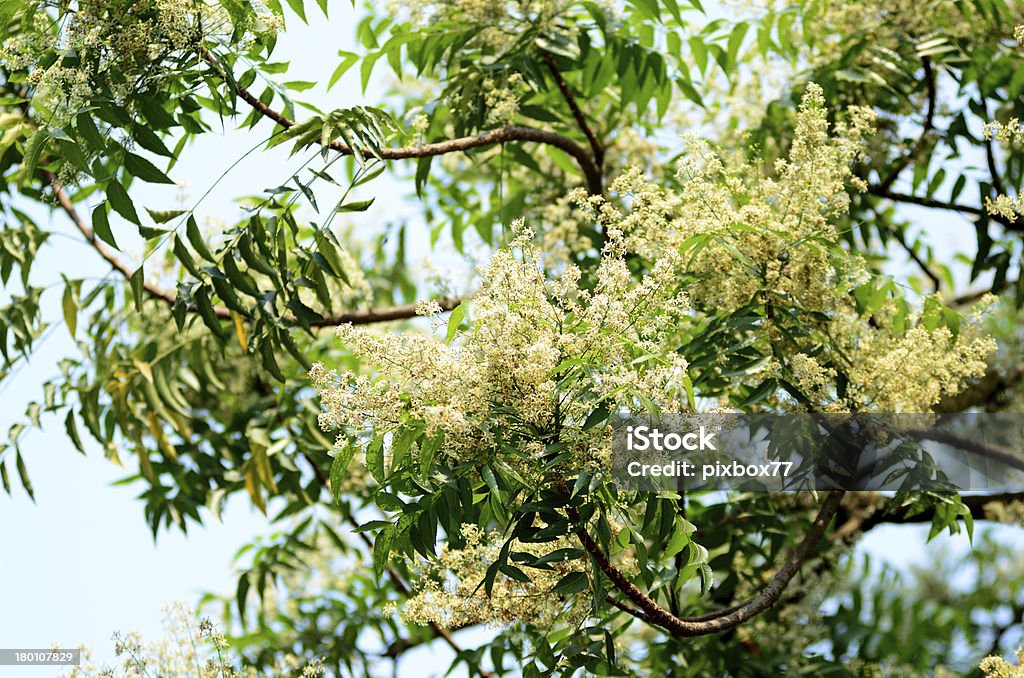 Margosa цветок или ним цветы в Таиланде - Стоковые фото Аюрведа роя�лти-фри