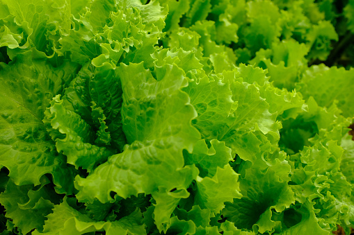 Light green lettuce leaves, top view. Raw green leaf vegetables. Bright leaves of salad for poster, calendar, post, screensaver, wallpaper, postcard, banner, cover, website. High quality photography
