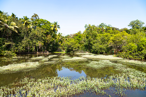 This image captures the serene and unique setting of the Tropical Spice Farm in Goa, emphasizing its idyllic water features and the distinctive floating bridge. The farm is cradled in a landscape where tranquil water bodies are a defining element, adding to the lushness of the environment. In the photograph, the water reflects the vibrant greenery, creating a peaceful and almost mystical atmosphere. The floating bridge, an innovative and eco-friendly feature, spans across one of these water bodies, allowing visitors to traverse the farm while enjoying close-up views of the aquatic flora and fauna. This image aims to showcase the harmony between natural water elements and sustainable agricultural practices, highlighting the farm as a place of ecological beauty and tranquility.