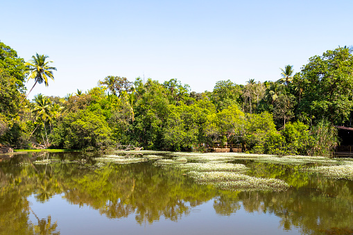 This image captures the serene and unique setting of the Tropical Spice Farm in Goa, emphasizing its idyllic water features and the distinctive floating bridge. The farm is cradled in a landscape where tranquil water bodies are a defining element, adding to the lushness of the environment. In the photograph, the water reflects the vibrant greenery, creating a peaceful and almost mystical atmosphere. The floating bridge, an innovative and eco-friendly feature, spans across one of these water bodies, allowing visitors to traverse the farm while enjoying close-up views of the aquatic flora and fauna. This image aims to showcase the harmony between natural water elements and sustainable agricultural practices, highlighting the farm as a place of ecological beauty and tranquility.