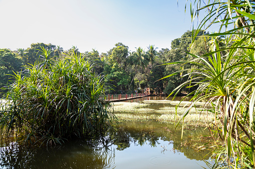 This image captures the serene and unique setting of the Tropical Spice Farm in Goa, emphasizing its idyllic water features and the distinctive floating bridge. The farm is cradled in a landscape where tranquil water bodies are a defining element, adding to the lushness of the environment. In the photograph, the water reflects the vibrant greenery, creating a peaceful and almost mystical atmosphere. The floating bridge, an innovative and eco-friendly feature, spans across one of these water bodies, allowing visitors to traverse the farm while enjoying close-up views of the aquatic flora and fauna. This image aims to showcase the harmony between natural water elements and sustainable agricultural practices, highlighting the farm as a place of ecological beauty and tranquility.