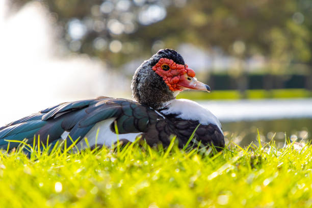 A Muscovy duck rests on the shore of a pond near sunset.