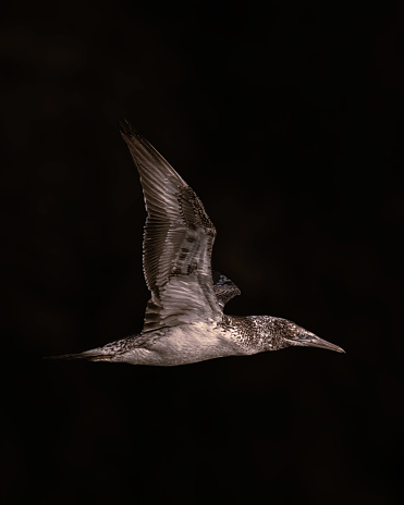 Black background Australasian Gannet in flight
