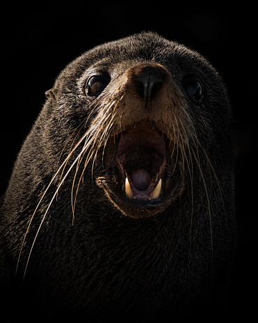 Black background young fur seal pup profile close up shot