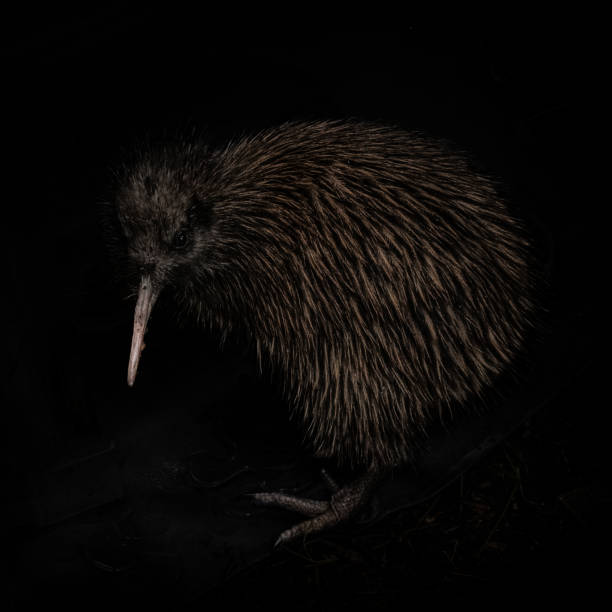 Black background brown kiwi close up shot