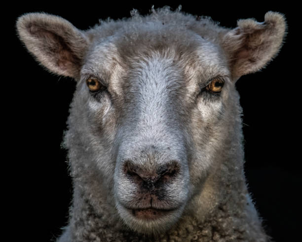 istock Black background sheep close up profile shot 1801089463