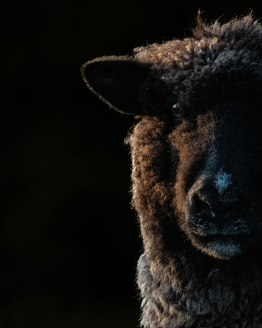 Black background sheep close up profile shot