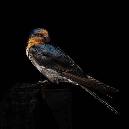 Black background welcome swallow bird close up shot