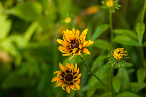 Three Rudbeckia flowers in different states of opening with some out of focus unopened buds in the background