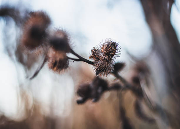 istock farm life canon 50mm lens 1801100347