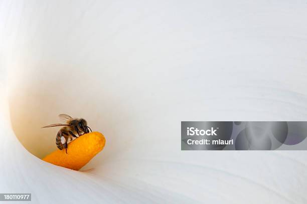 꿀벌 On 아룸 Lilly 0명에 대한 스톡 사진 및 기타 이미지 - 0명, 곤충, 깨끗한