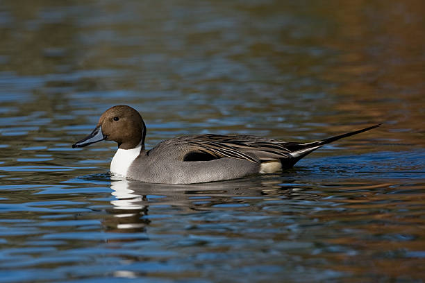 istock Northern pintail, Anas acuta 180111687
