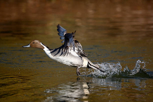 istock Northern pintail, Anas acuta 180112806