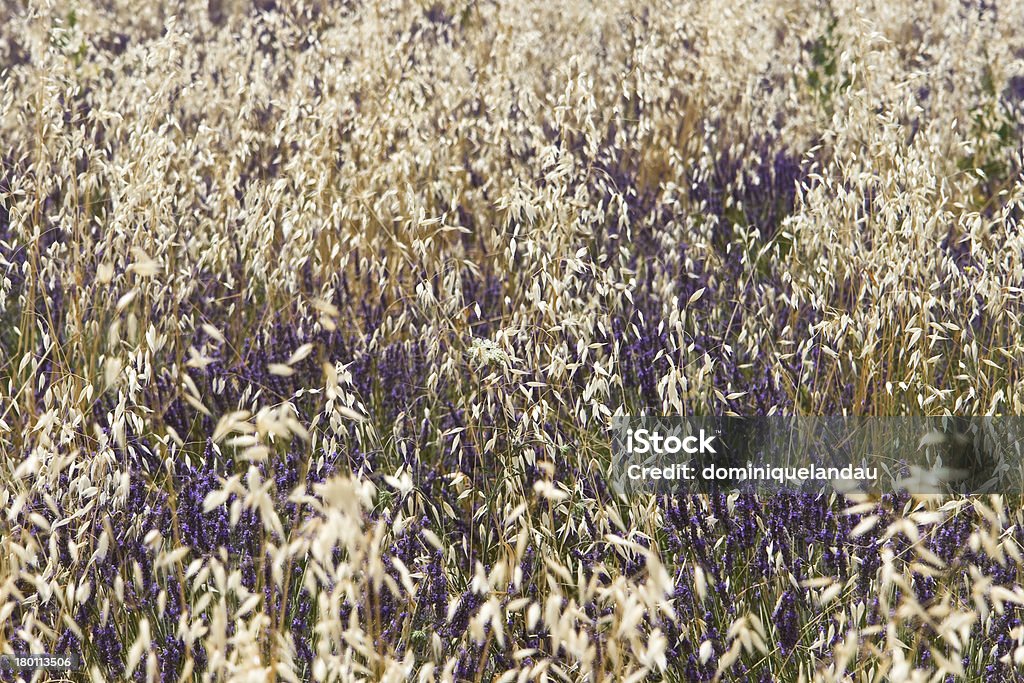 Aveia e Lavanda - Royalty-free Abstrato Foto de stock