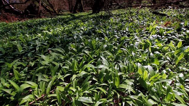 Video, UK Woodland with Spring Wild Garlic