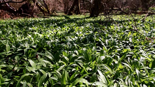Video, UK Woodland with Spring Wild Garlic