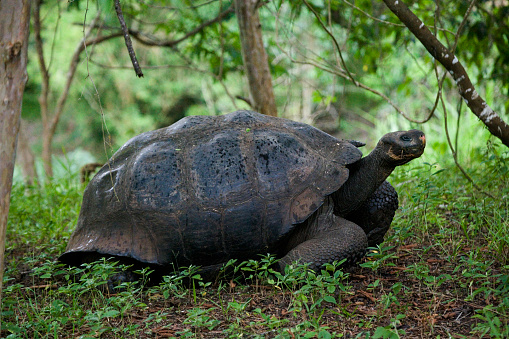 Dome shaped Giant Tortoise ( Geochelone elephantopus ) on Santa Cruz in the Galapagos Archipelago, Pacific Ocean, Ecuador