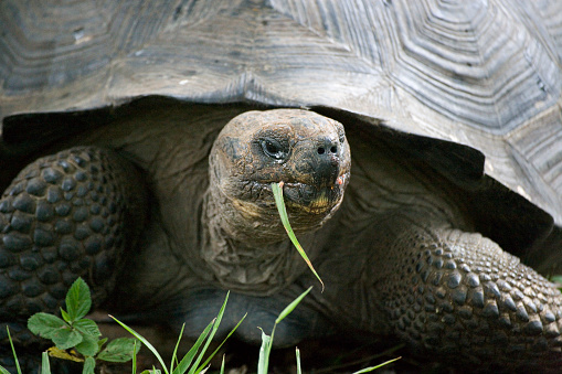 Galapagos giant tortoise (Geochelone elephantopus) on Santa Cruz Island in Galapagos National Park, Ecuador. It is the largest living species of tortoise
