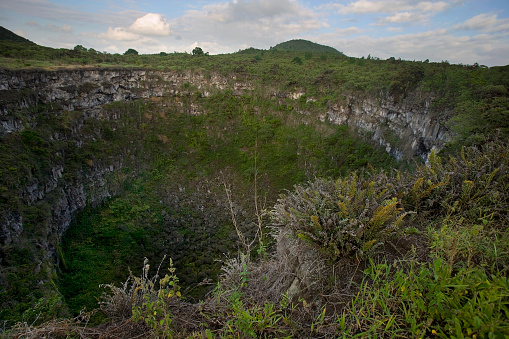 Los Gemelos ( The Twins ) and Scalesia trees ( Scalesia pedunculata ) on the island of Santa Cruz in the Galapagos Archipelago Pacific Ocean Ecuador