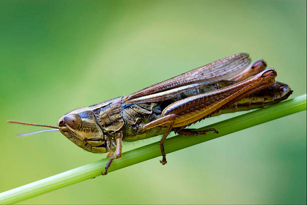 istock brown  grasshopper chorthippus brunneus in 180115282