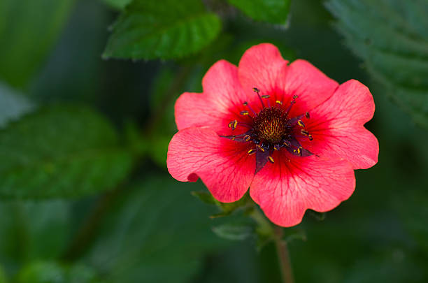 Potentilla - bright beautiful  red flower bright beautiful  red Potentilla growing in the garden potentilla anserina stock pictures, royalty-free photos & images