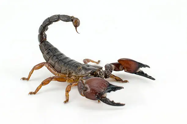 Photo of Scorpion