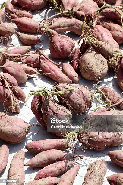 Boniato De Recolección Foto de stock y más banco de imágenes de Boniato - Boniato, Grupo grande de objetos, Agricultura