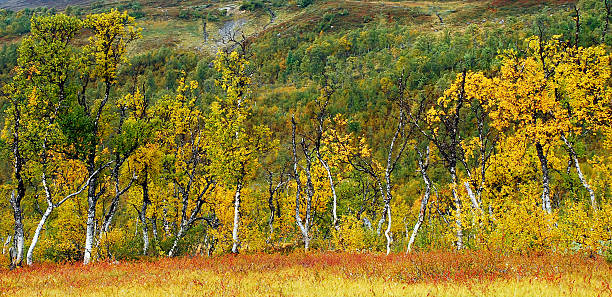 Birch trees in autumn colours stock photo