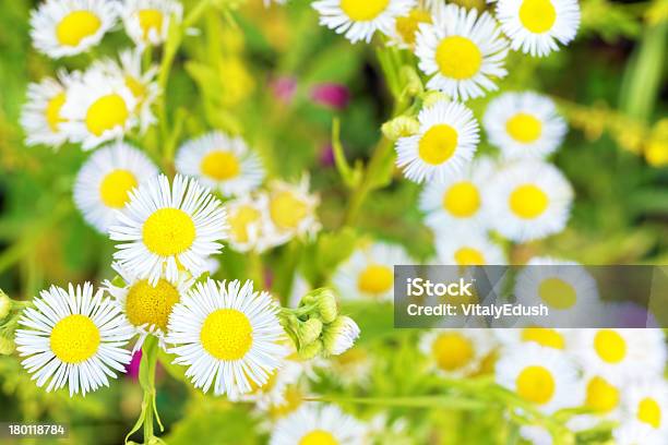 On The Field With White Wild Camomiles Stock Photo - Download Image Now - Botany, Bouquet, Chamomile Plant