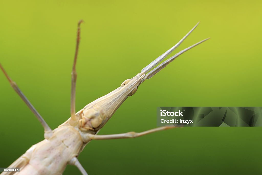 locust close up of a locust Agriculture Stock Photo