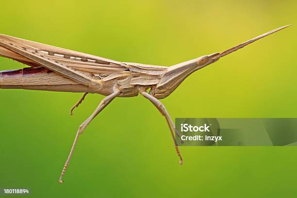 Wanderheuschrecke Stockfoto und mehr Bilder von Bildhintergrund - Bildhintergrund, Biologie, Extreme Nahaufnahme