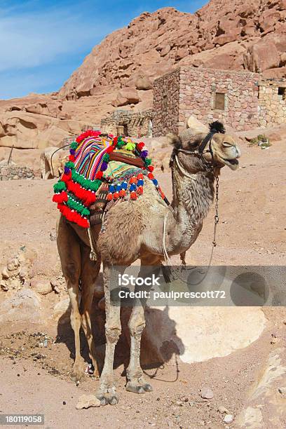 Cammello - Fotografie stock e altre immagini di Africa - Africa, Ambientazione esterna, Animale