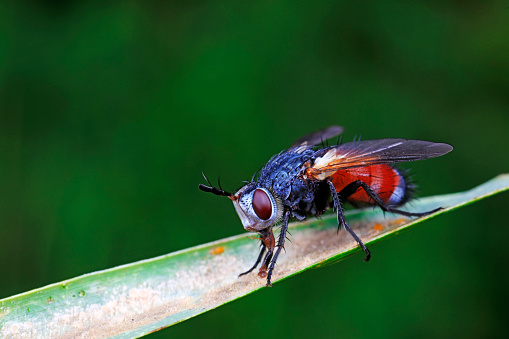 Host flies live on wild plants, North China