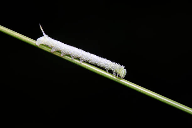 Moth larvae live on wild plants in North China