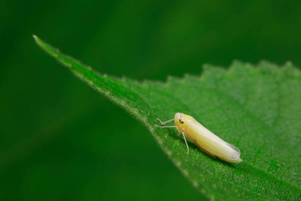 istock Leafhoppers live on wild plants in North China 1801200915