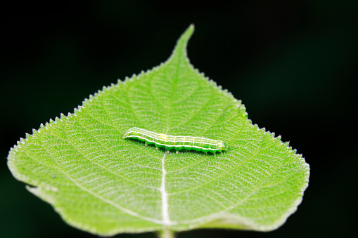 Lepidoptera larvae inhabit wild plants, North China