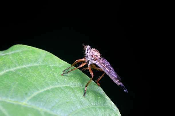istock Insectivorous Tabanus inhabits wild plants in North China 1801200918