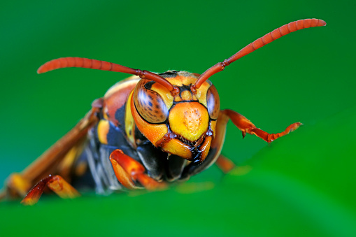 Harmonia axyridis Asian Ladybeetle Insect. Digitally Enhanced Photograph.