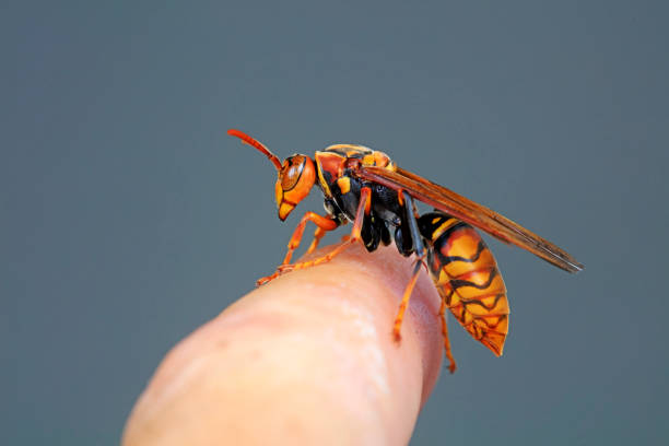 istock Bees stay on human fingers, North China 1801200940