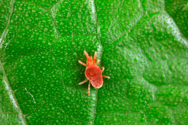 istock Spider mites inhabit wild plants in North China 1801201974