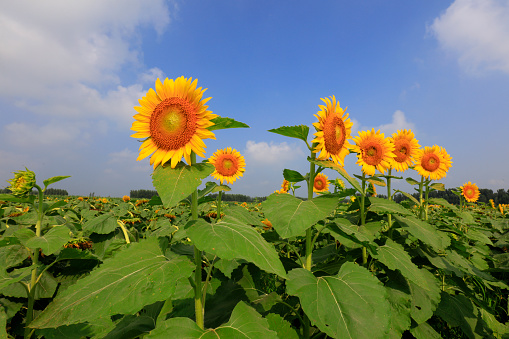 Sunflowers on a farm, China