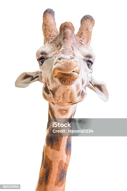 Photo libre de droit de Gros Plan Dun Funny Girafe Sur Fond Blanc banque d'images et plus d'images libres de droit de Afrique - Afrique, Animaux de safari, Beauté de la nature